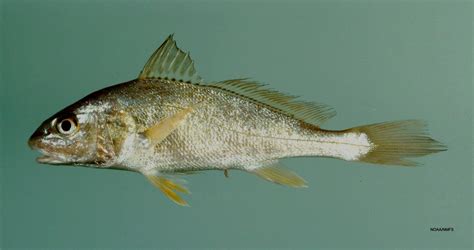 croaker fish tagalog|Atlantic Croaker: Facts, Appearance, Habitat, and .